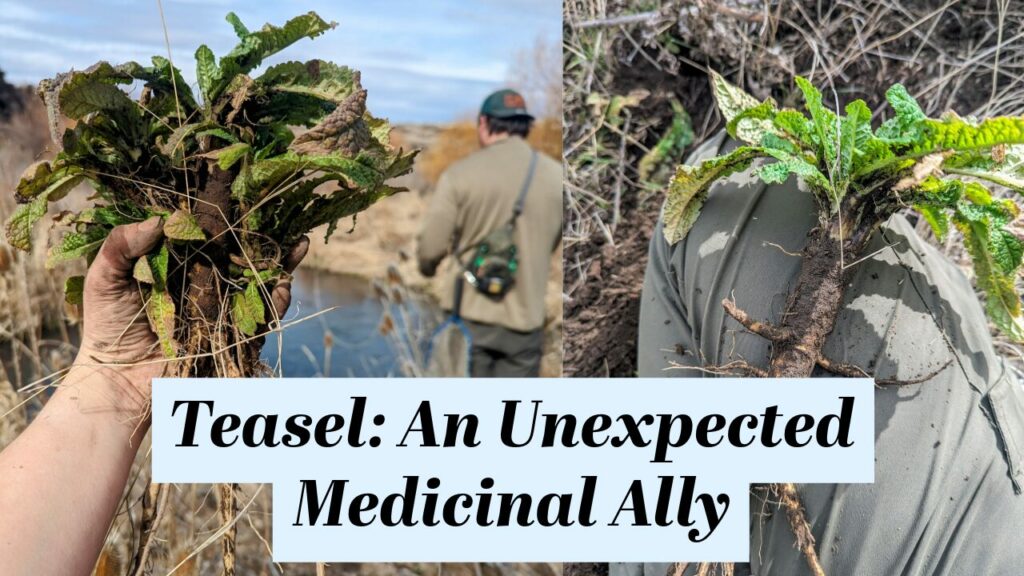 text: teasel, an unexpected medicinal ally. Two photos of teasel and root held by a hand, one in front of a river and one on a leg